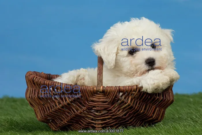 : Dog Bichon Frise 8 week puppy : Dog Bichon Frise 8 week puppy