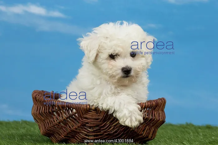 : Dog Bichon Frise 8 week puppy : Dog Bichon Frise 8 week puppy