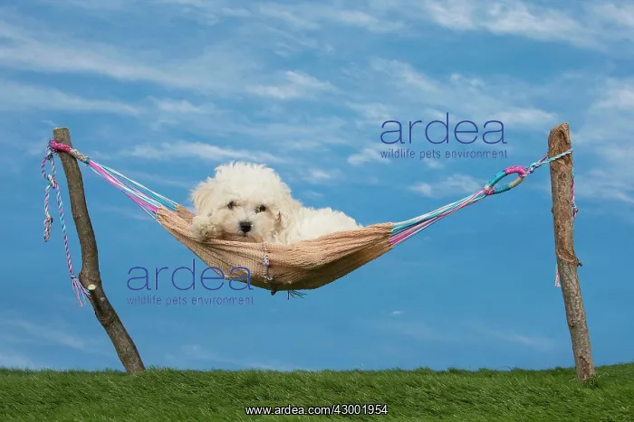 : Dog Bichon Frise 8 week puppy : Dog Bichon Frise 8 week puppy