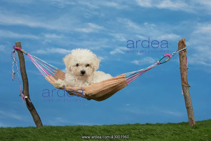 : Dog Bichon Frise 8 week puppy : Dog Bichon Frise 8 week puppy