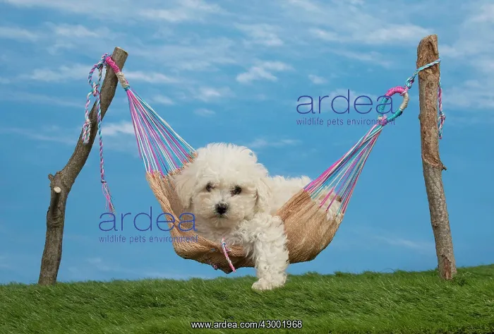 : Dog Bichon Frise 8 week puppy : Dog Bichon Frise 8 week puppy