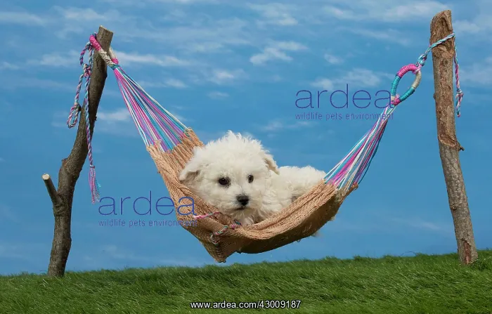: Dog Bichon Frise 8 week puppy : Dog Bichon Frise 8 week puppy