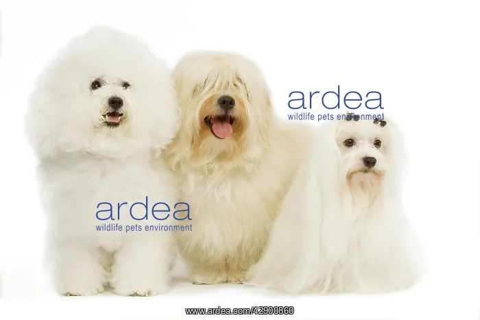 : Dog - Bichon Frise, Bichon Havanais / Havanese : Dog - Bichon Frise, Bichon Havanais / Havanese