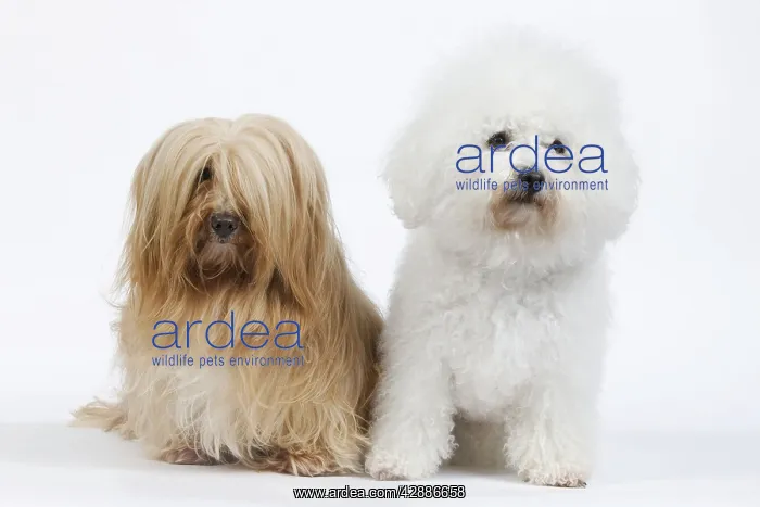: Dog - Bichon Frise & Bichon Havanais / Havanese in studio : Dog - Bichon Frise & Bichon Havanais / Havanese in studio