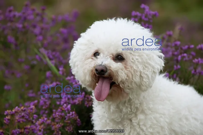  : DOG - Bichon frise (head shot)