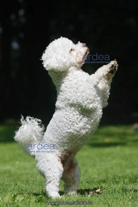  : Dog - Bichon Frise - on hind legs