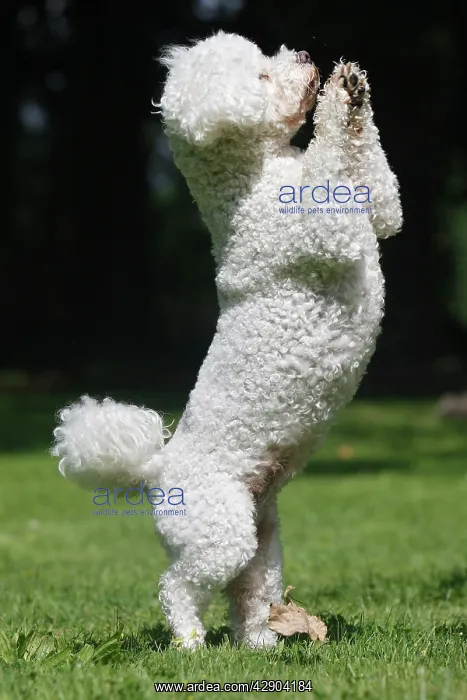  : Dog - Bichon Frise - on hind legs