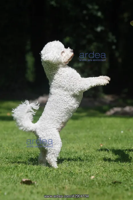  : Dog - Bichon Frise - on hind legs