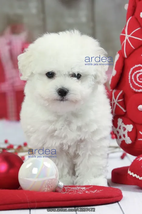 : Dog Bichon Frise puppy. with Christmas decorations : Dog Bichon Frise puppy. with Christmas decorations