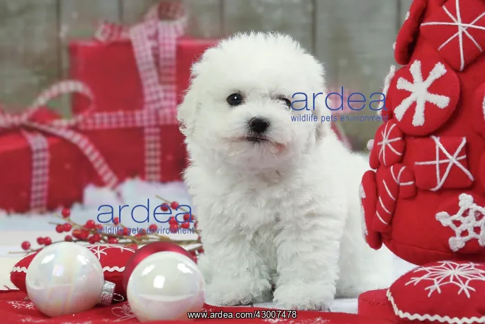 : Dog Bichon Frise puppy. with Christmas decorations : Dog Bichon Frise puppy. with Christmas decorations