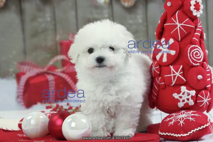 : Dog Bichon Frise puppy. with Christmas decorations : Dog Bichon Frise puppy. with Christmas decorations