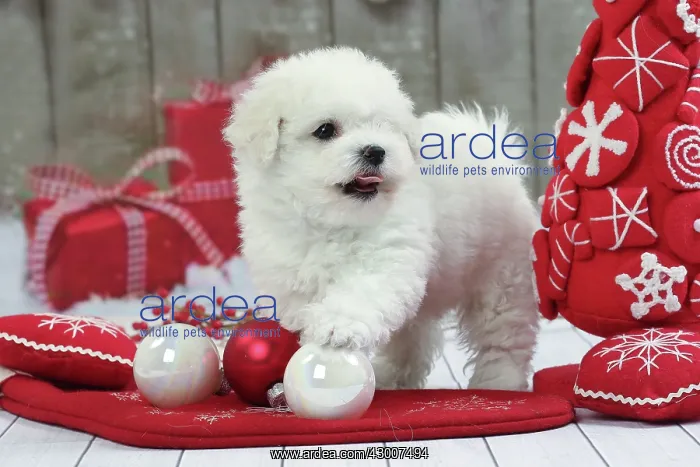 : Dog Bichon Frise puppy. with Christmas decorations : Dog Bichon Frise puppy. with Christmas decorations