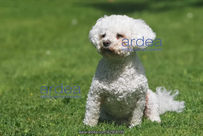  : Dog - Bichon Frise - sitting