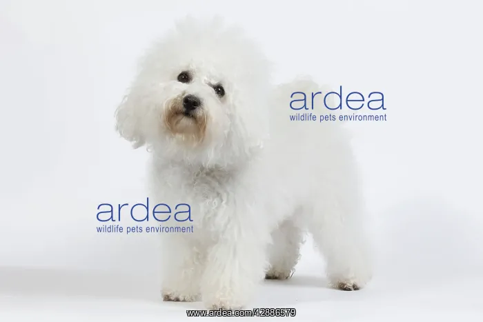 : Dog - Bichon Frise - in studio : Dog - Bichon Frise - in studio