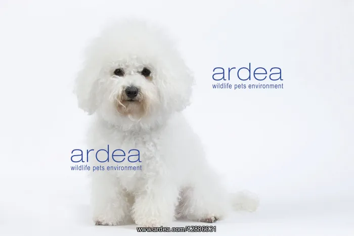: Dog - Bichon Frise - in studio : Dog - Bichon Frise - in studio