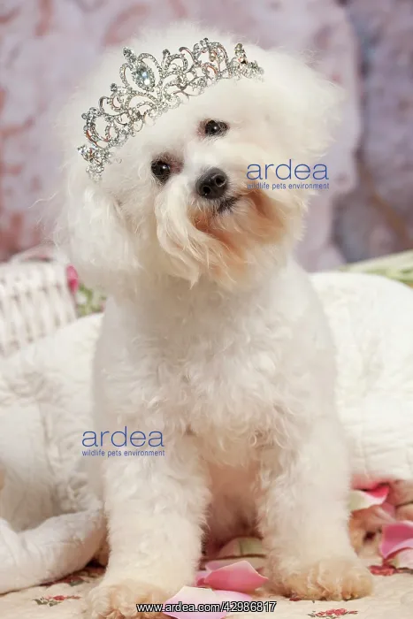 : Dog - Bichon Frise wearing a tiara : Dog - Bichon Frise wearing a tiara