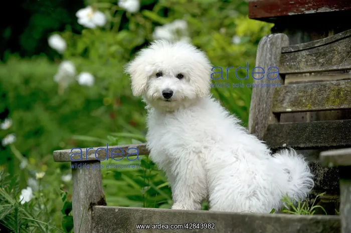 : DOG - Bichon Frise X Poodle sitting on garden bench : DOG - Bichon Frise X Poodle sitting on garden bench