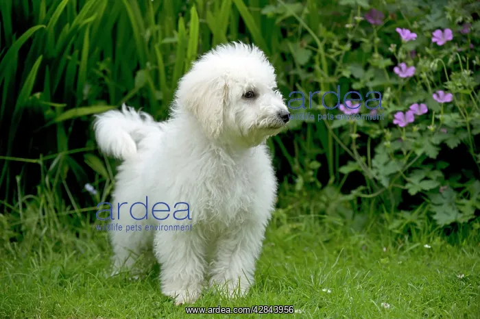 : DOG - Bichon Frise X Poodle standing in garden : DOG - Bichon Frise X Poodle standing in garden