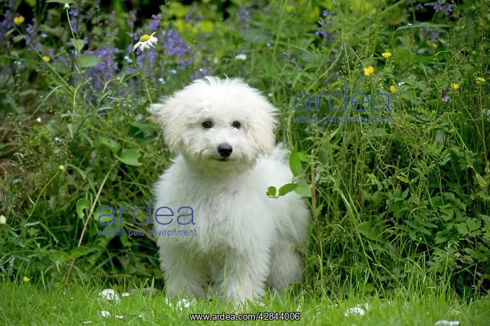 : DOG - Bichon Frise X Poodle standing in garden : DOG - Bichon Frise X Poodle standing in garden