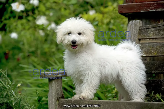  : DOG - Bichon Frise X Poodle standing on garden bench