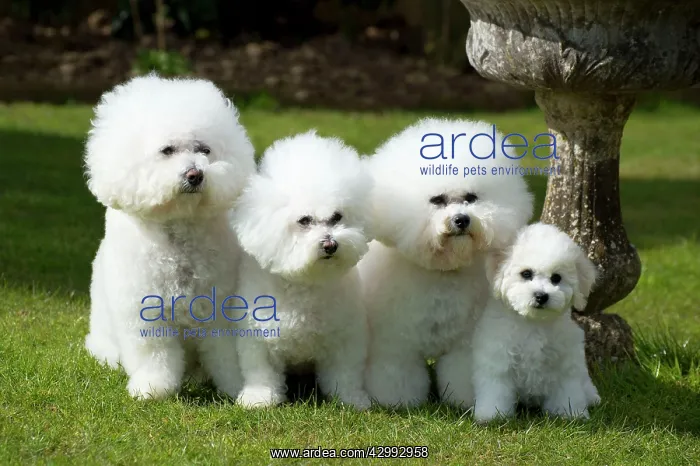  : Dog - Bichon Frise x3 and 8 week old puppy