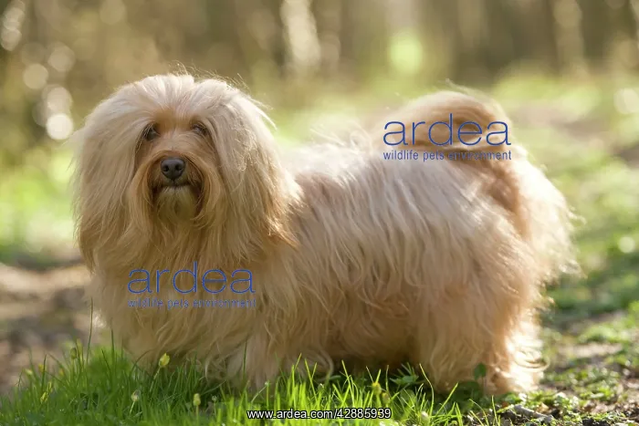  : Dog - Bichon Havanais  /  Havanese