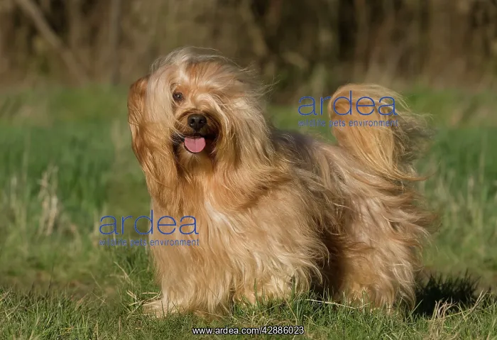  : Dog - Bichon Havanais  /  Havanese