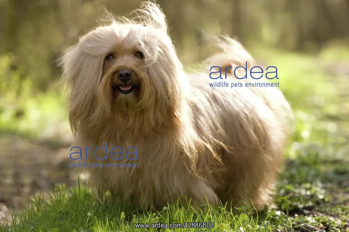  : Dog - Bichon Havanais  /  Havanese