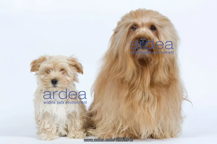 : Dog - Bichon Havanais / Havanese adult & puppy in studio : Dog - Bichon Havanais / Havanese adult & puppy in studio