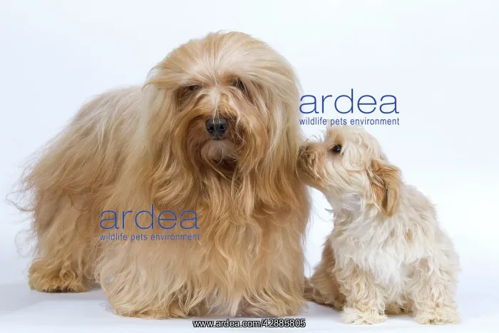 : Dog - Bichon Havanais  /  Havanese adult & puppy in studio