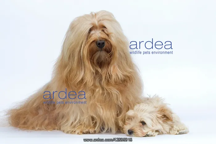 : Dog - Bichon Havanais / Havanese adult & puppy in studio : Dog - Bichon Havanais / Havanese adult & puppy in studio
