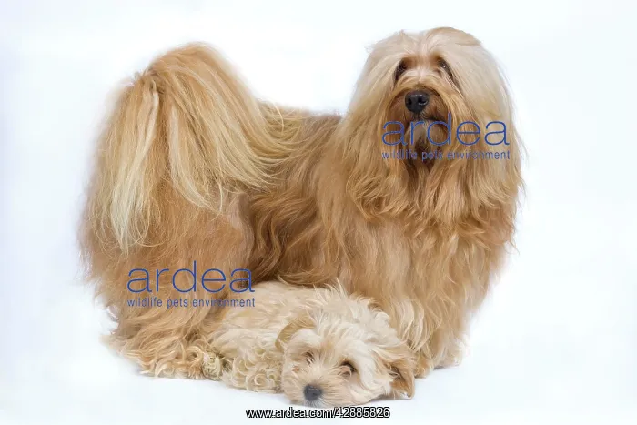  : Dog - Bichon Havanais  /  Havanese adult & puppy in studio