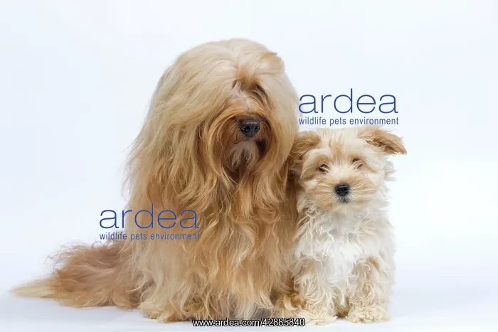 : Dog - Bichon Havanais / Havanese adult & puppy in studio : Dog - Bichon Havanais / Havanese adult & puppy in studio