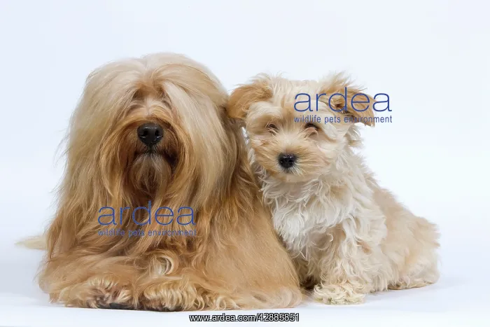 : Dog - Bichon Havanais / Havanese adult & puppy in studio : Dog - Bichon Havanais / Havanese adult & puppy in studio