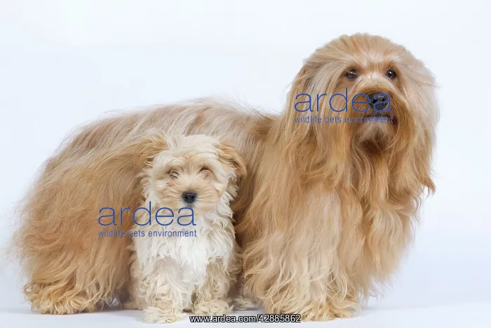 : Dog - Bichon Havanais / Havanese adult & puppy in studio : Dog - Bichon Havanais / Havanese adult & puppy in studio