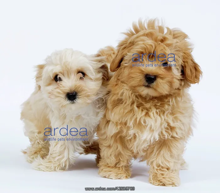 : Dog - Bichon Havanais / Havanese puppies in studio : Dog - Bichon Havanais / Havanese puppies in studio