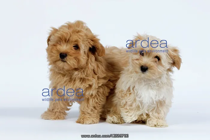 : Dog - Bichon Havanais / Havanese puppies in studio : Dog - Bichon Havanais / Havanese puppies in studio