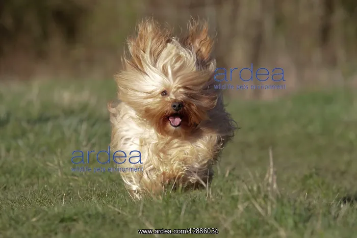 : Dog - Bichon Havanais / Havanese - running towards camera : Dog - Bichon Havanais / Havanese - running towards camera