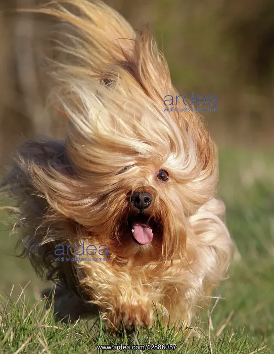: Dog - Bichon Havanais / Havanese - running towards camera : Dog - Bichon Havanais / Havanese - running towards camera