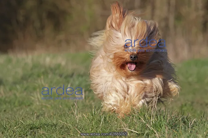 : Dog - Bichon Havanais / Havanese - running towards camera : Dog - Bichon Havanais / Havanese - running towards camera