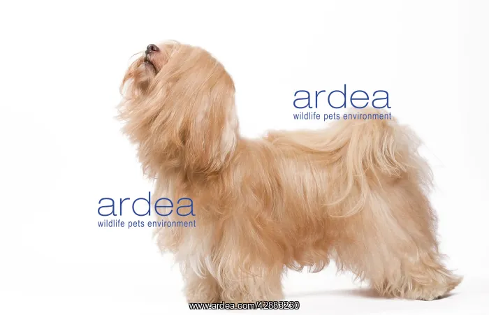  : Dog - Bichon Havanais  /  Havanese in studio