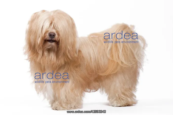  : Dog - Bichon Havanais  /  Havanese in studio