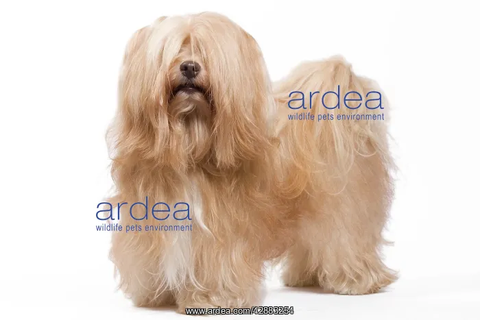  : Dog - Bichon Havanais  /  Havanese in studio