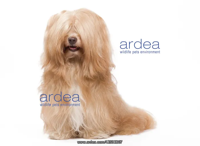  : Dog - Bichon Havanais  /  Havanese in studio
