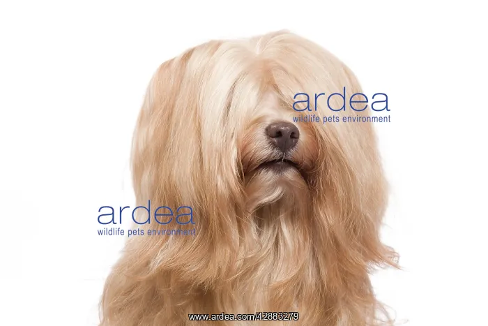 : Dog - Bichon Havanais / Havanese in studio : Dog - Bichon Havanais / Havanese in studio