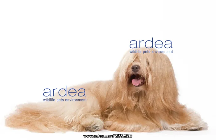  : Dog - Bichon Havanais  /  Havanese in studio