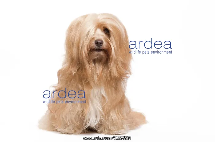  : Dog - Bichon Havanais  /  Havanese in studio
