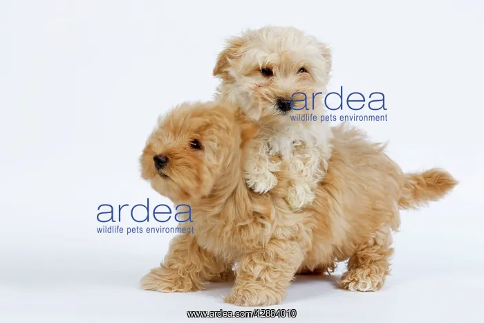  : Dog - Bichon Havanais  /  Havanese in studio