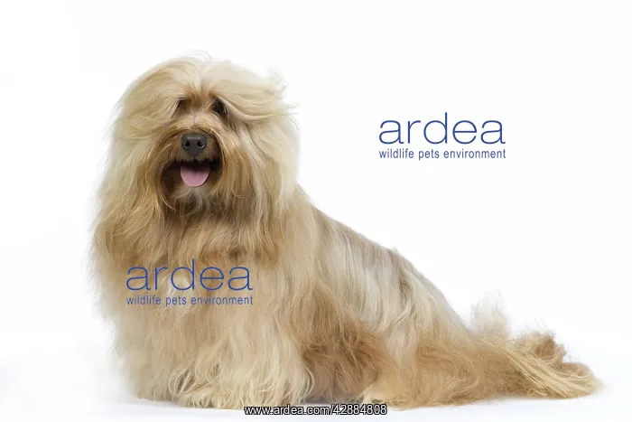  : Dog - Bichon Havanais  /  Havanese in studio