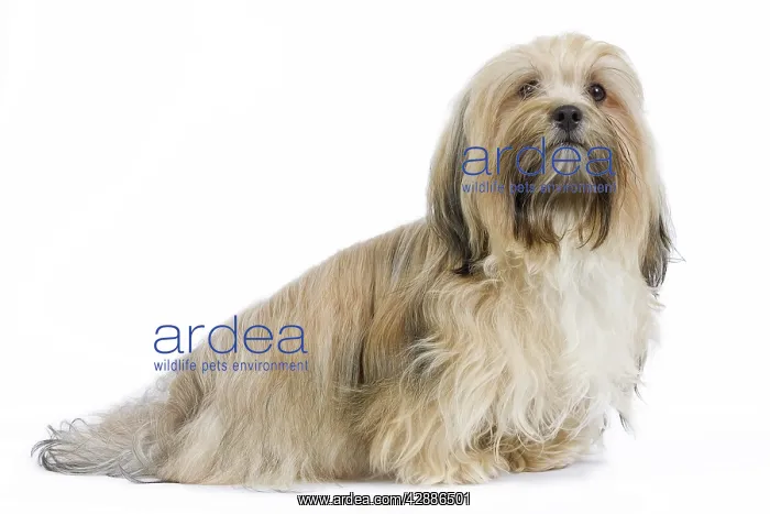  : Dog - Bichon Havanais  /  Havanese in studio